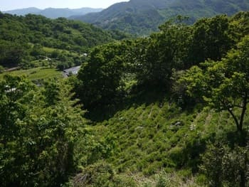 世界農業遺産に認定されたハドン郡の茶畑